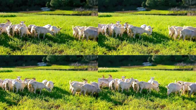 农村放羊