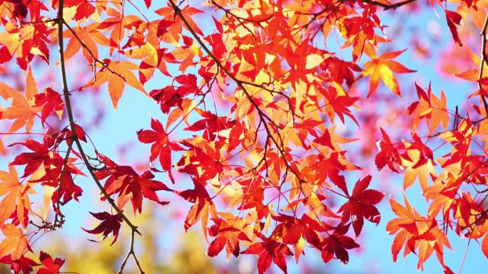 美丽的秋天树叶颜色枫叶和树。