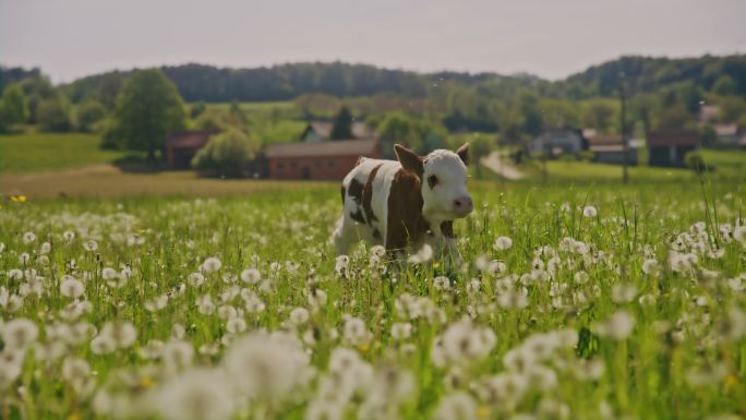 SLO MO小牛犊在长满蒲公英的草地上奔跑