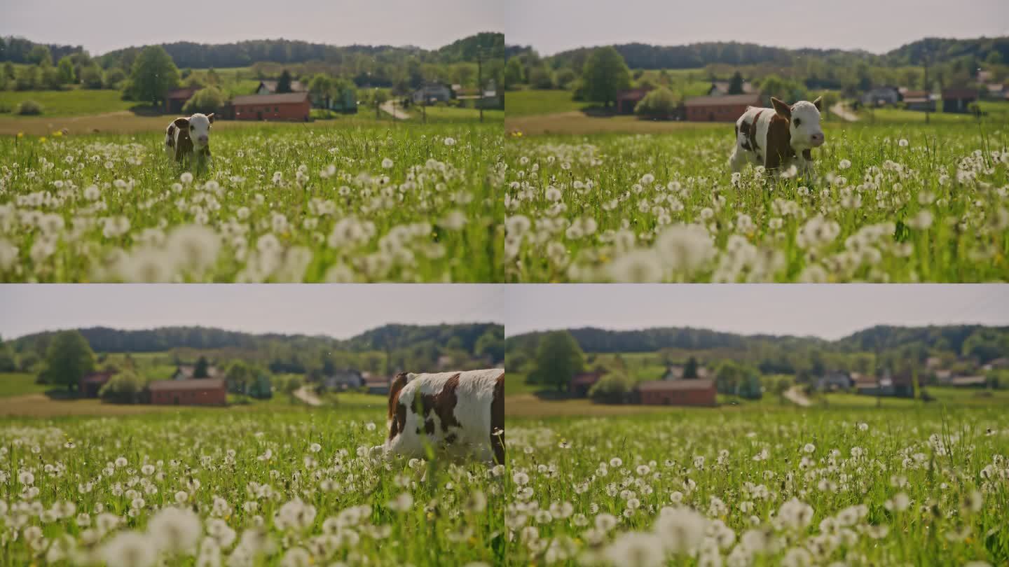 SLO MO小牛犊在长满蒲公英的草地上奔跑