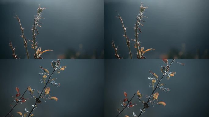 小草视频秋冬季节微微显红的叶子