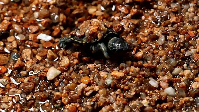 沙滩上爬行的小海龟
