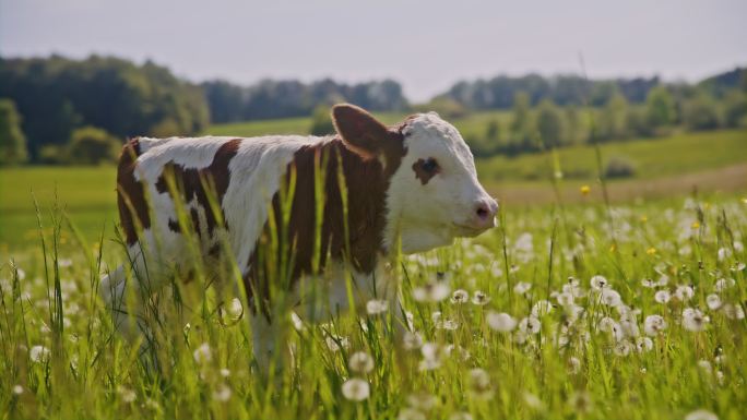 SLO MO小牛犊在长满蒲公英的草地上散步