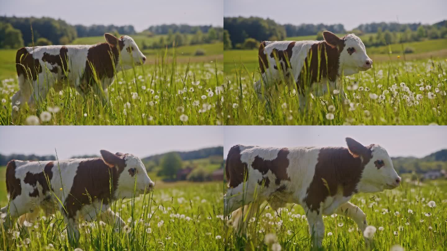 SLO MO小牛犊在长满蒲公英的草地上散步