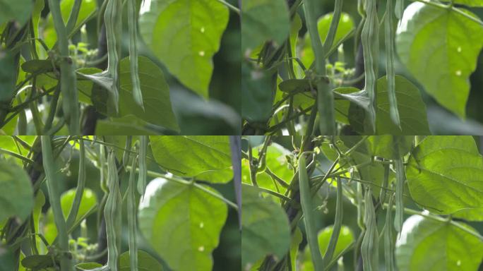 旱地蔬菜豆角特写4k高清拍摄农产品无丝