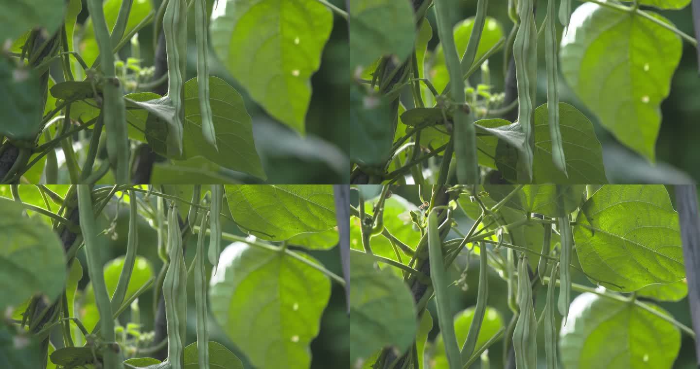 旱地蔬菜豆角特写4k高清拍摄农产品无丝