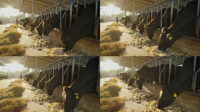 奶牛吃食物，在谷仓挤奶。农民清洗奶牛。