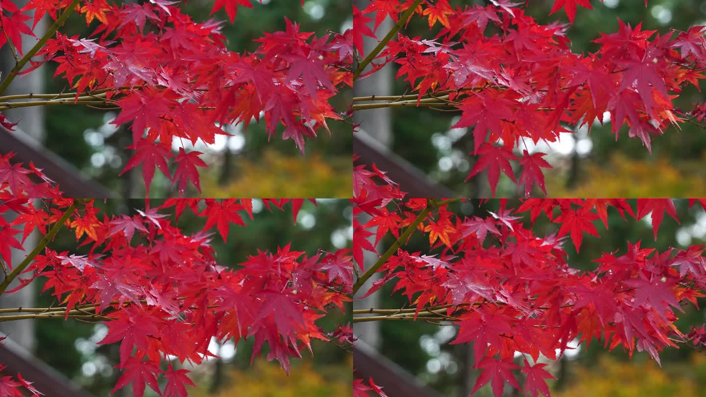 秋季，自然，4K分辨率