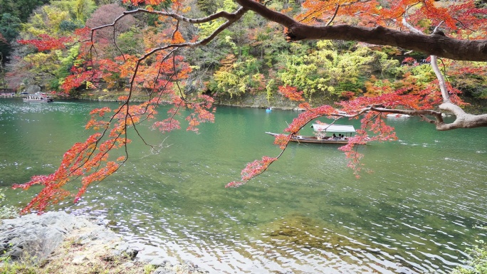 秋天，日本京都市森林里五颜六色的枫树。