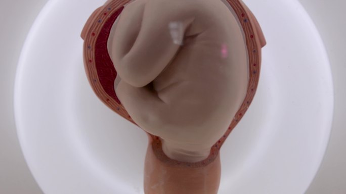 四川科技馆：人类胎儿模型展示