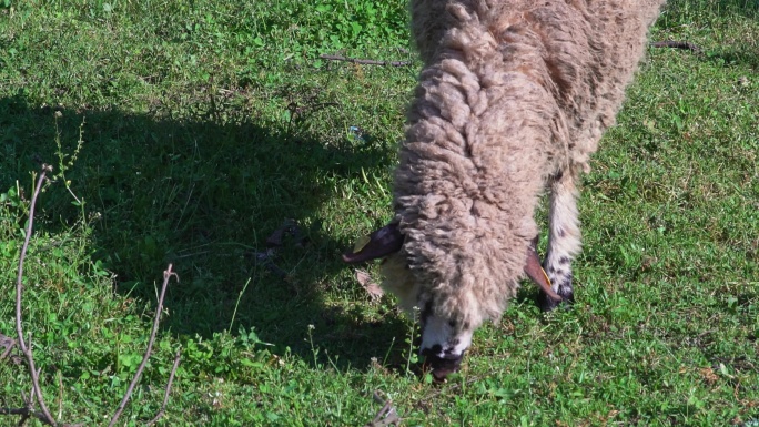 牧场上的羊绵阳农场吃草