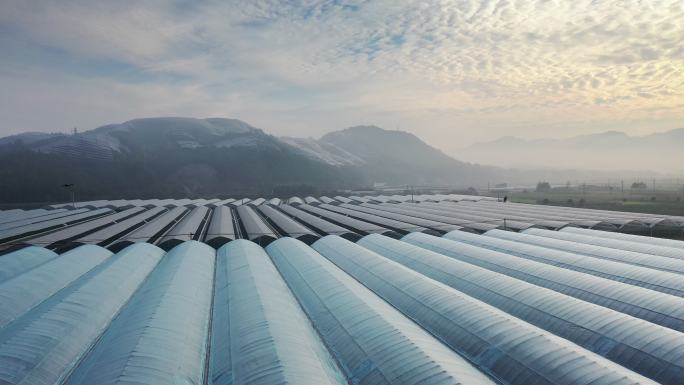 清晨薄雾中的有机农场温室鸟瞰图