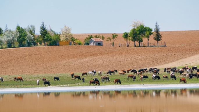 湖边草地上放牧的奶牛