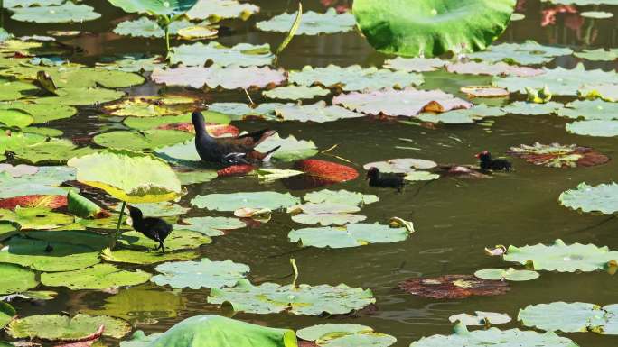 南湘公园黑水鸡母子一家在湖里觅食