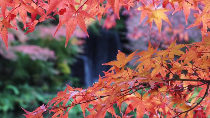 瀑布和多彩的秋叶颜色，4K分辨率
