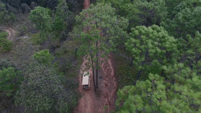 原始森林穿行视频楚雄山区汽车穿越松树林