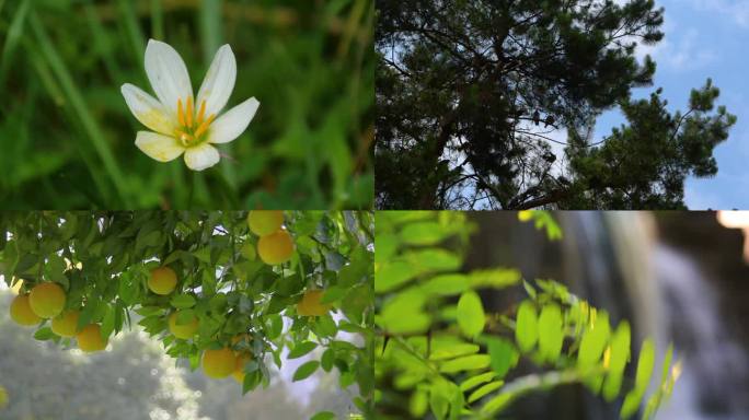 罗田利川植物空境合集