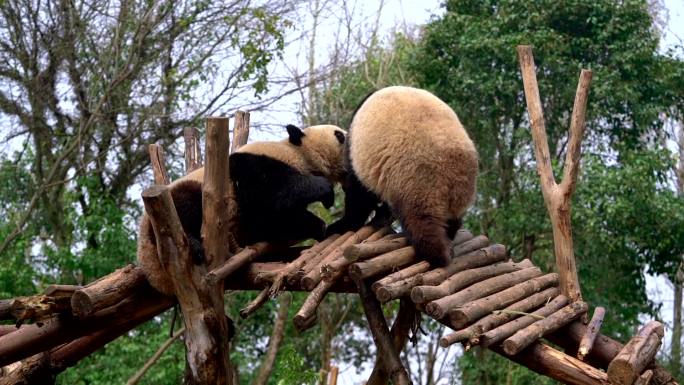 成都大熊猫基地 熊猫嬉戏晒太阳