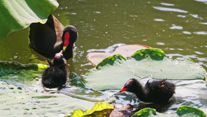 南湘公园黑水鸡母子一家5口在湖里觅食