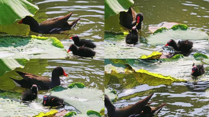 南湘公园黑水鸡母子一家5口在湖里觅食