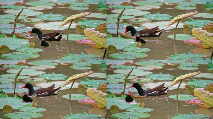 升格拍摄黑水鸡母子在南湘公园湖里觅食