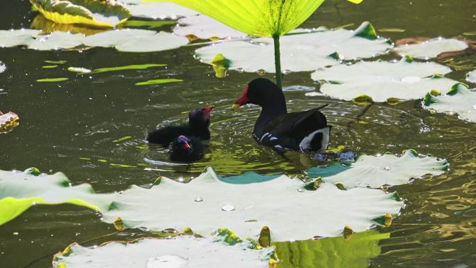 黑水鸡母子在南湘公园湖里觅食