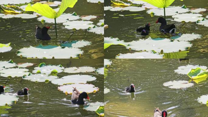 黑水鸡母子在南湘公园湖里觅食