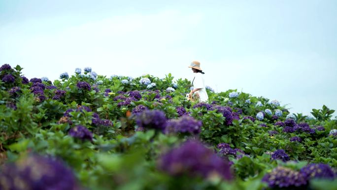 绣球花 花海女孩旅行