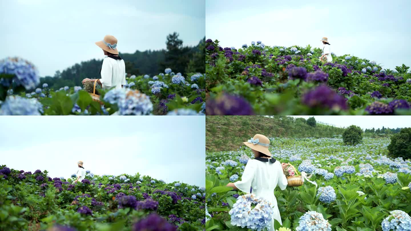 绣球花 花海女孩旅行