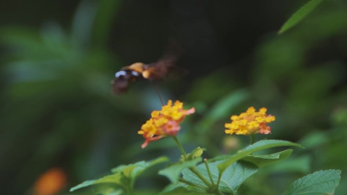 蜂鸟蛾采花蜜慢动作1080