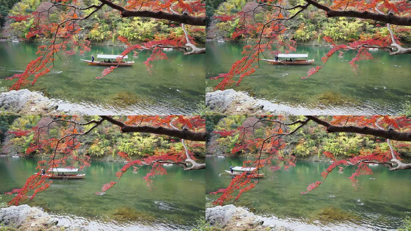 秋天，日本京都市森林里五颜六色的枫树。