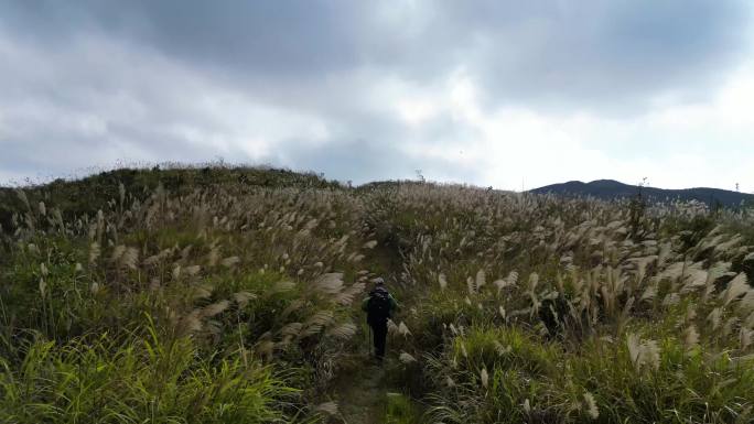 背包客独自一人走在大山上芦苇丛中千里之行