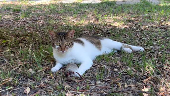 流浪猫在花园里玩死老鼠