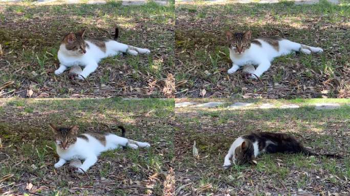 流浪猫在花园里玩死老鼠