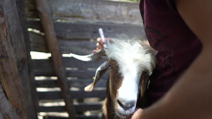 动物卖家在宰牲节出售的山羊上做标记