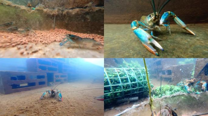 绿色水产养殖-澳洲龙虾