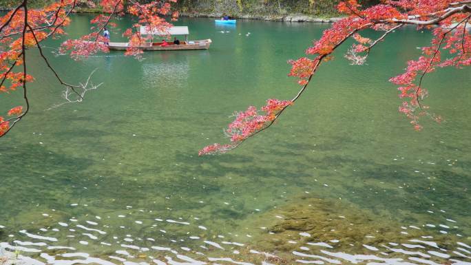 秋天，日本京都市森林里五颜六色的枫树。