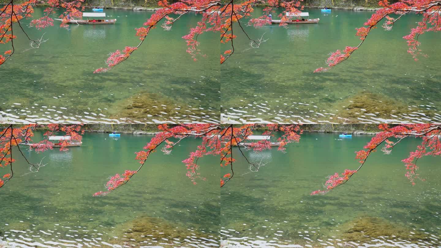 秋天，日本京都市森林里五颜六色的枫树。