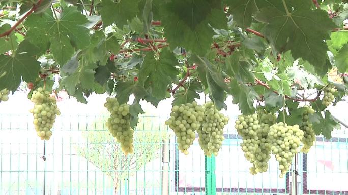 葡萄 葡萄种植 葡萄园 大棚葡萄
