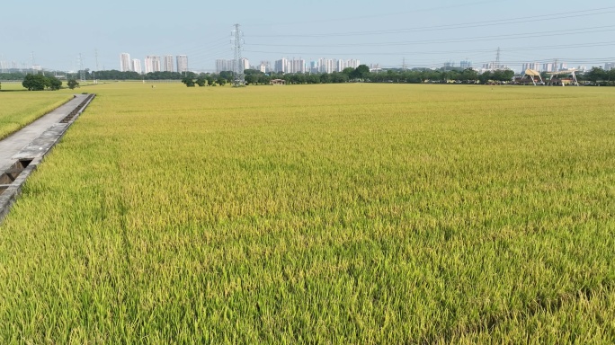 2022航拍水稻稻田