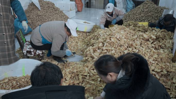 乡村振兴农业种植天麻种植户分级分拣天麻