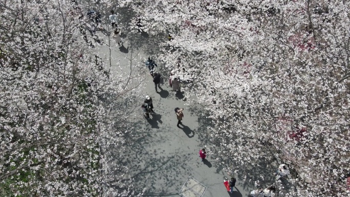 樱花季节游园赏花宣传片