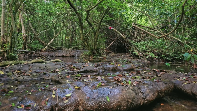 水上森林 罗城水上相思林 航拍河池风光