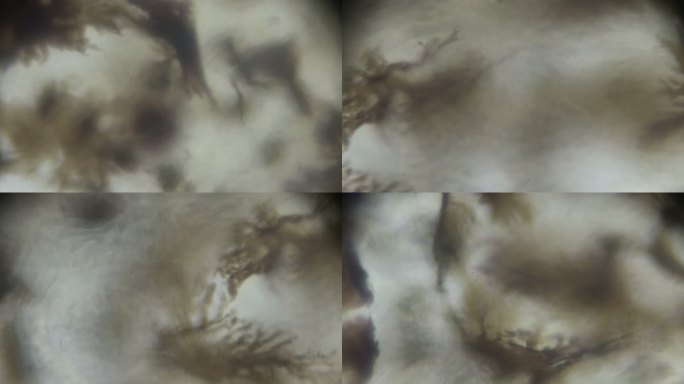 光镜下的蛙皮病毒疾病生物制药染色体裂变