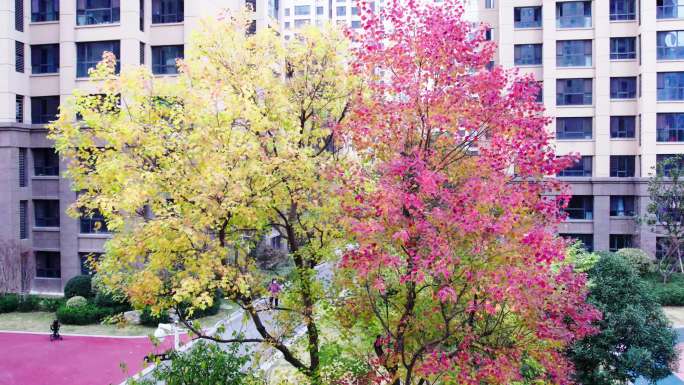 秋天，美丽的连理树连理枝4K