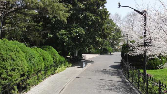 公园樱花季节旅游节旅行宣发