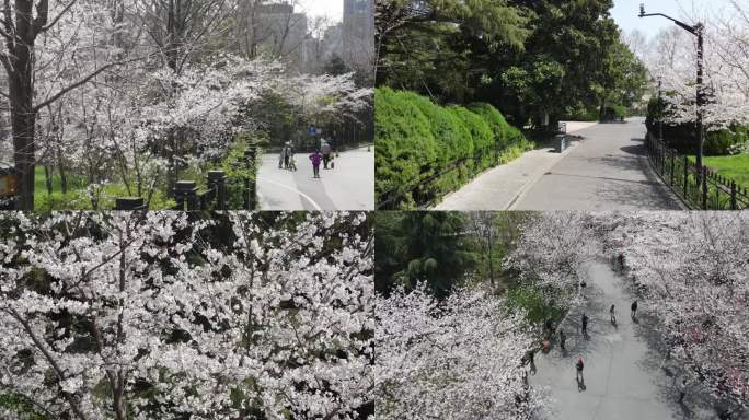 公园樱花季节旅游节旅行宣发