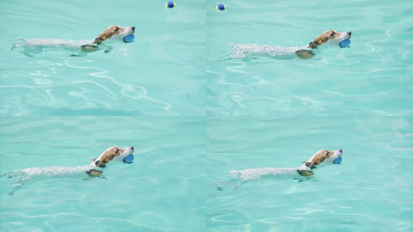 JRT的慢镜头，嘴里有球在游泳池中游动