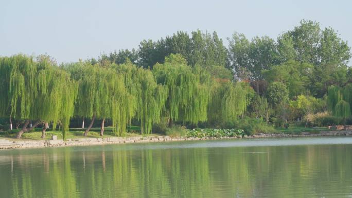 4K城市湿地公园湖泊池塘栈桥树木