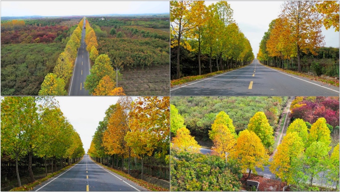 公路秋景 金色梧桐道路 旅途风景